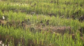 Ducks and dragonflies, in early morning in a paddy field.