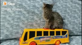 Cute little cat seat on toy bus