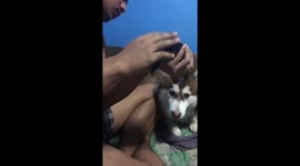 Tender moment newborn husky puppy is revived with CPR by owner