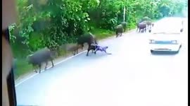 Enraged buffalo chases down and flips over woman passing by