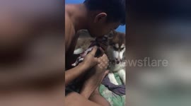Tender moment breathless newborn husky is revived by owner