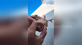 Chick born with four legs in eastern China