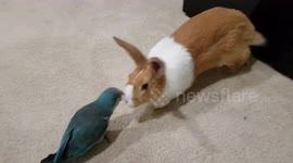 Bunny and Parrot checking each other out