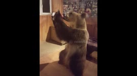 Celebrity pet bear Stepan glugs down bottle of yogurt