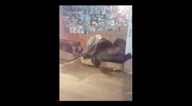 Pet bear doesn't want to go to bed - he wants to play with his blanket!