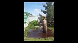Summer fun: cheerful bear likes playing with water