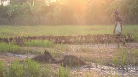 Ducks and farmer walk to work in early morning sunlight, in a paddy field.