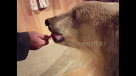 Man gives his pet bear's teeth a good brushing!
