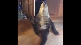 Bear eating raspberries