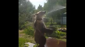bear playing with water