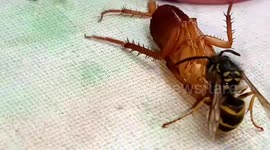 Wasp beheads cockroach on dining table and then flies off