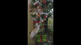 Naughty kitty plays with Christmas tree decorations