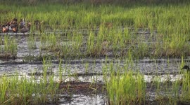 Five ducks dash through a paddy field at high speed.