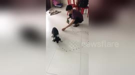 Veterinarian finds ingenious way of helping paralysed puppy to recover
