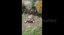 Headbanger! Unlucky turtle slides down slope - and gets stuck