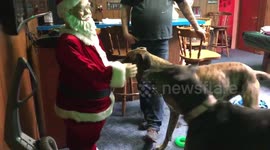 Great Danes and corgi barking at Santa