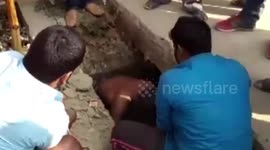 Dramatic footage shows cow being rescued from storm water drain in India