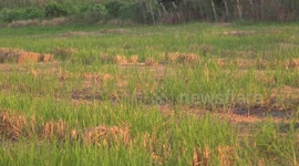 Ducks returning home from a paddy field, after spending the day eating bugs and insects.