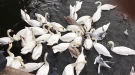 Ravenous Swans at Kingston Riverside