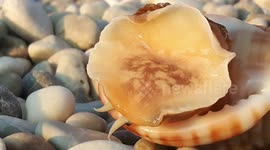 Slimy sea creature spotted squirming around on Albanian beach