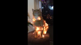 The cat shimmered under the lights