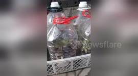 Woman keeps her plants in plastic bottles to protect against the cold