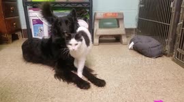 Retired service dog works at a local shelter to help socialize shelter cats.