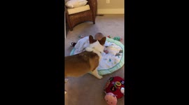 Infant boy loves his corgi brother