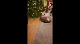 Puppy sees it's first Christmas tree! going mad barking and jumping around