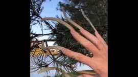 long nails russia
