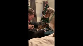 *WATCH WITH SOUND* Aussie concerned about her kitty friend get her nails trimmed