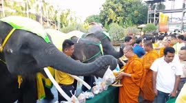 Buddhist monks and elephants mark Thailand's Fathers Day