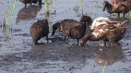 Ducks searching in a muddy paddy field for bugs and insects to eat.