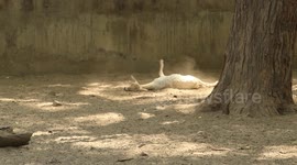 Watch this heartbreaking critically injured baby deer found lying on the ground inside Indian Zoo