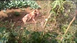 Heartwarming moment female dog trapped in barbed wire is rescued