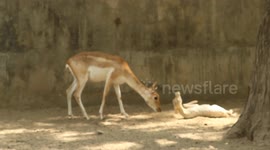 Anxious herd of deer gather to help injured fawn at Indian national park
