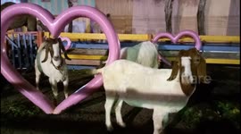 Goat uses the power of love - to scratch an itchy scalp!