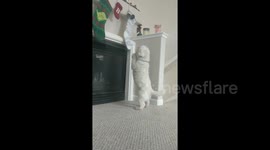 Dog prays for stocking full of presents this Christmas