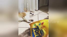 Dog wakes up when he hears the sound of snacks