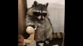 Raccoon with a toy