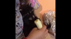 Raccoon eats banana