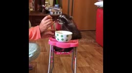 Baby raccoon eating