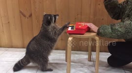 Raccoon plays piano