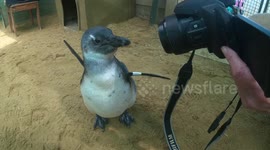 Catch My Good Side! Little Penguin Gets Camera Shy.