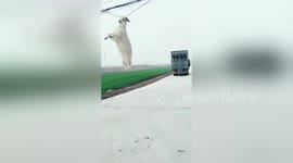 Goat hangs from power line by its horns after jumping from transport lorry