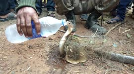 Snake catcher saves trapped cobra that thankfully gulps down cold water