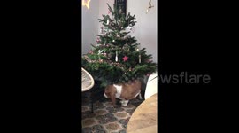 Newsflare Edit - Back scratcher? No need, I'll use the Christmas tree!