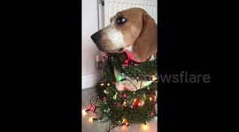 Beagle 'dresses as Christmas tree' complete with lights and decorations