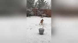Golden retriever ecstatic to be playing in snow for first time