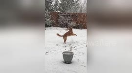 Golden retriever ecstatic to be playing in snow for first time